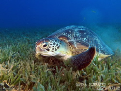 Chelonia mydas, green sea turtle gliding over seagrass by Laura Dinraths 